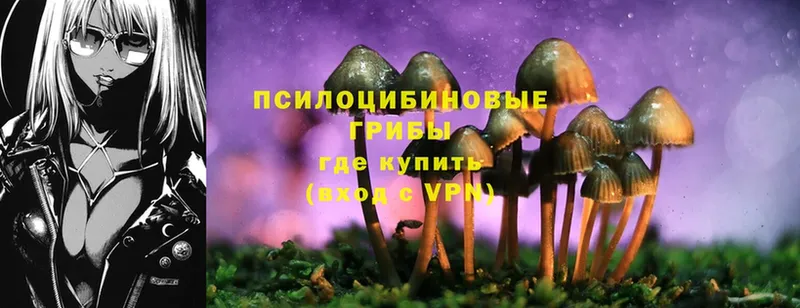 Галлюциногенные грибы Psilocybine cubensis  Красный Кут 